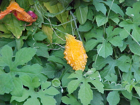 <b>Bitter Melon</b><br />Vitamins C, B's, phosphorous and iron<br />Contains active compounds said to stabilize blood sugar