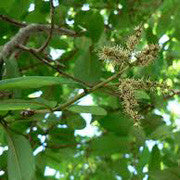 <b>Arjuna</b><br />Natural source of CoQ-10<br />High in phytosterols and oleanolinic acids