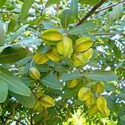 <b>Arjuna</b><br />Natural source of CoQ-10<br />High in phytosterols and oleanolinic acids