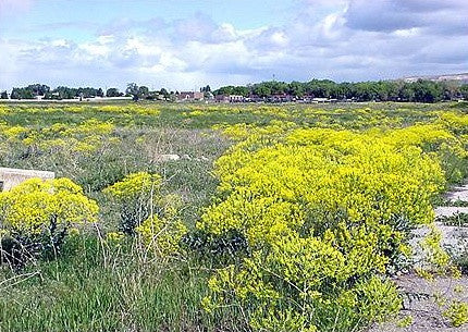 <b>Dyers Woad</b><br />Very high in glucobrassicin, thought to have regenerative properties