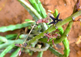 <b>Caralluma Fimbriata</b><br />High in compounds thought to assist with weight management