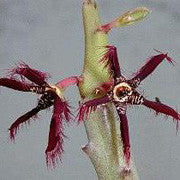 <b>Caralluma Fimbriata</b><br />High in compounds thought to assist with weight management