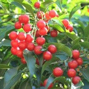 <b>Cha de Bugre</b><br />Used as a substitute for coffee for energy