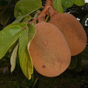 <b>Cupuacu</b><br />High in vitamins A & C, and polyphenols<br />Plant source of essential fatty acids