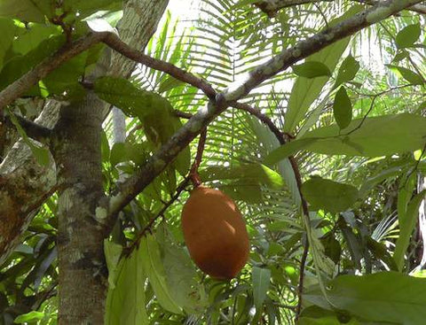 <b>Cupuacu</b><br />High in vitamins A & C, and polyphenols<br />Plant source of essential fatty acids