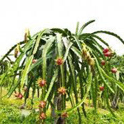 <b>Dragon Fruit</b><br />High in vitamin C, phosphorus, oligosaccharides<br />Plant source of essential fatty acids