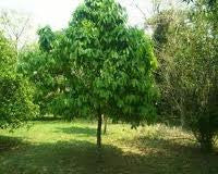 <b>Graviola</b><br />High in carbohydrates.  Traditionally used as digestive aid