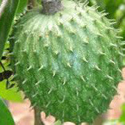<b>Graviola</b><br />High in carbohydrates.  Traditionally used as digestive aid