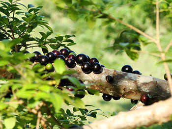 <b>Jabuticaba</b><br />Rich in a unique antioxidant compound called Jaboticabin<br />High in vitamin C and fiber.