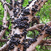 <b>Jabuticaba</b><br />Rich in a unique antioxidant compound called Jaboticabin<br />High in vitamin C and fiber.