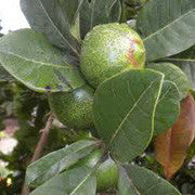 <b>Lucuma</b><br />Good source of zinc, potassium, magnesium and vitamin B3