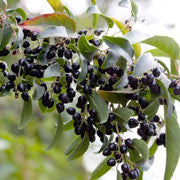 <b>Maqui</b><br />One of the overall highest concentrations of antioxidants, including anthocyanins, flavonoids and dyandin<br />High in vitamin C and potassium