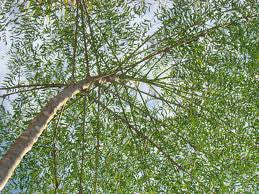 <b>Moringa</b><br />A nutritional powerhouse high in vitamins C and A, protein, calcium and potassium