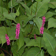 <b>Polygonum</b><br />High quantities of phenolics and flavonoids