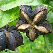 <b>Sacha Inchi</b><br />One of the best plant sources for essential fatty acids (omega 3, 6, 9)<br />High in protein