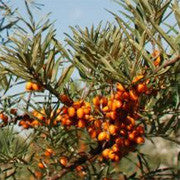 <b>Sea Buckthorn</b><br />High in vitamins, amino acids and protein<br />Contains omega 7, a rare essential fatty acid