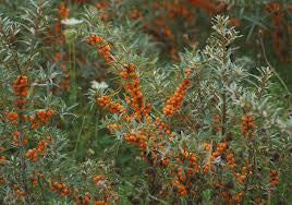 <b>Sea Buckthorn</b><br />High in vitamins, amino acids and protein<br />Contains omega 7, a rare essential fatty acid