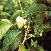 <b>Suma</b><br />Contains 19 amino acids, electrolytes and many vitamins