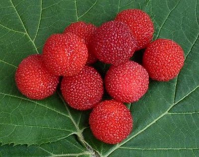 <b>Yumberry</b><br />High in antioxidants<br />Said to support cardiovascular and immune systems