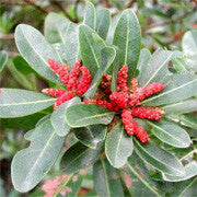 <b>Yumberry</b><br />High in antioxidants<br />Said to support cardiovascular and immune systems